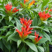 Lipstick Plant