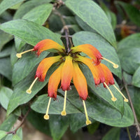 Lipstick Plants