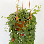 Lipstick Plant ‘Rapunzel’ (Aeschynanthus Japhrolepsis)
