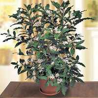 African Gardenia