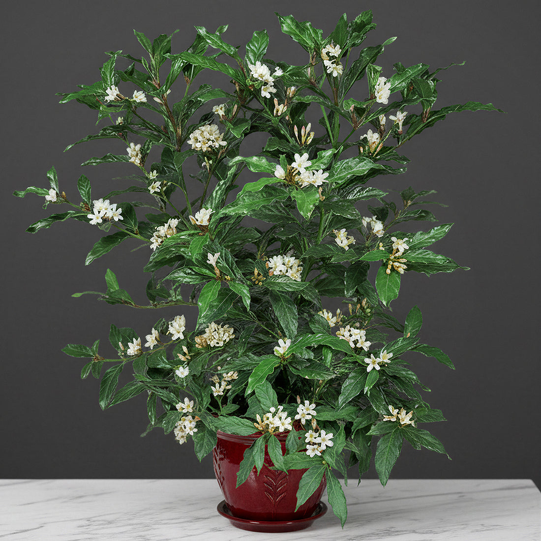 African Gardenia plant for sale