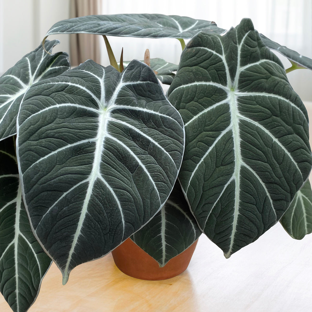 Alocasia ‘Black Velvet’ (Alocasia reginula)