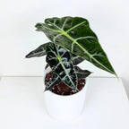 Alocasia ‘Dwarf Amazonica’ (Alocasia amazonica)