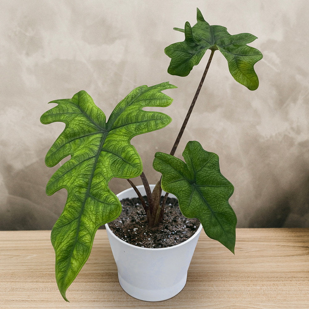 Alocasia 'Jacklyn'