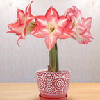Amaryllis ‘Blossom Peacock’ (Hippeastrum hybrid)