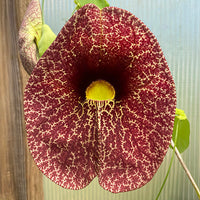 Aristolochia