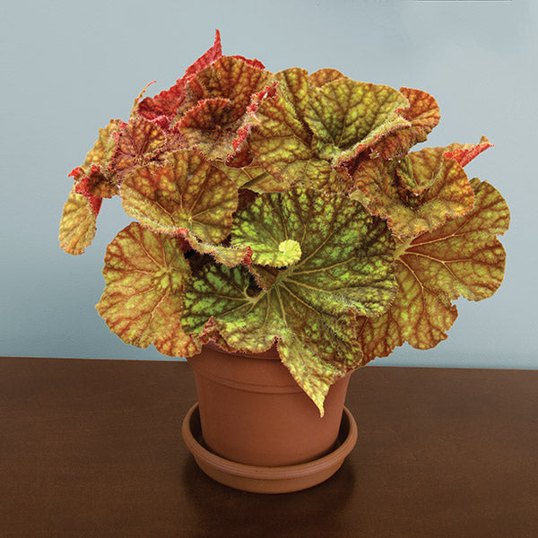 Begonia ‘Northern Lights’ (Begonia rhizomatous hybrid)