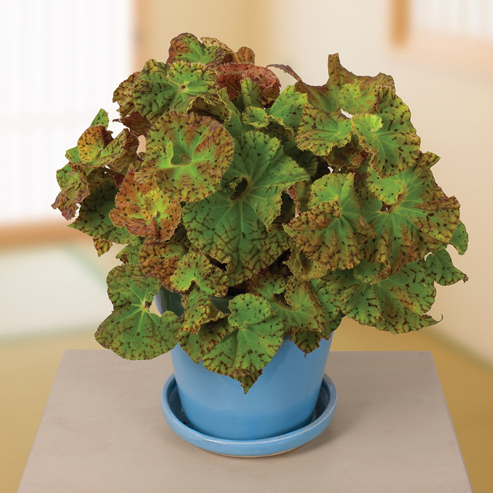 Begonia Harmony’s ‘Ray Glo’ (Begonia rhizomatous hybrid)