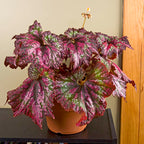 Begonia ‘Confetti’ (Begonia rex hybrid)