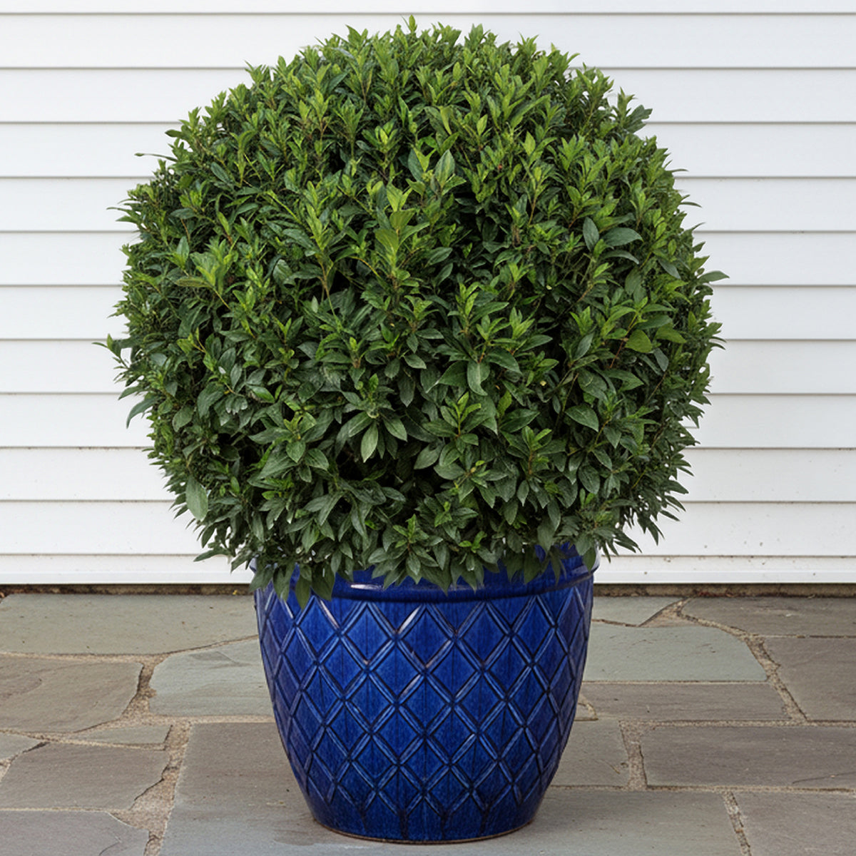 Bay Leaf edible herb plant for sale