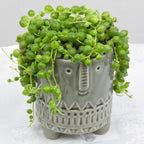 String of Pearls plant for sale
