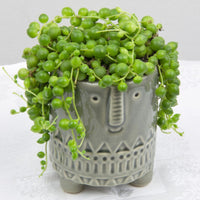 bead-plant-senecio-rowleyanus (indoor-plants)