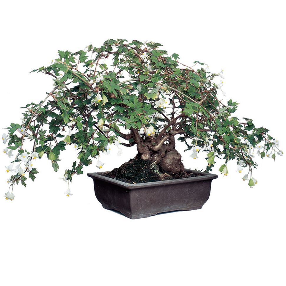 Begonia ‘Richardsiana’ (Begonia dregei ‘Richardsiana’)