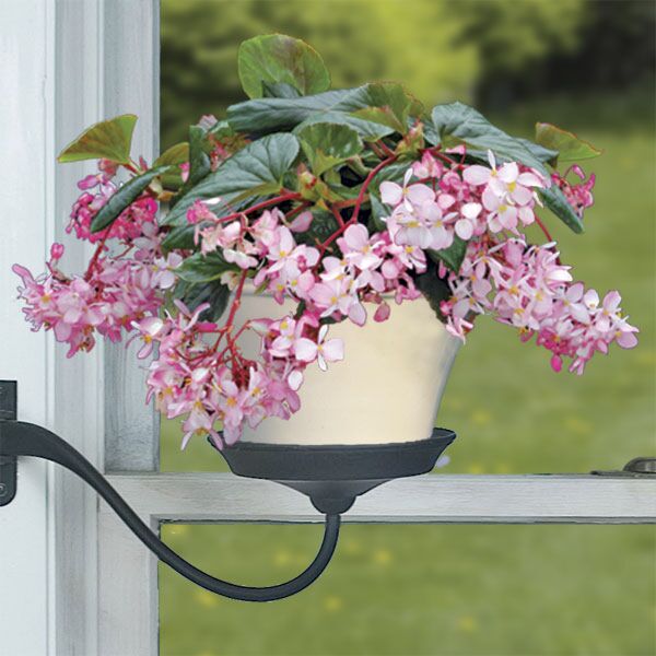 Begonia ‘Tea Rose’ (Begonia fibrous hybrid)