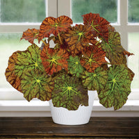 begonia_-_amelias_kaleidoscope (begonias)