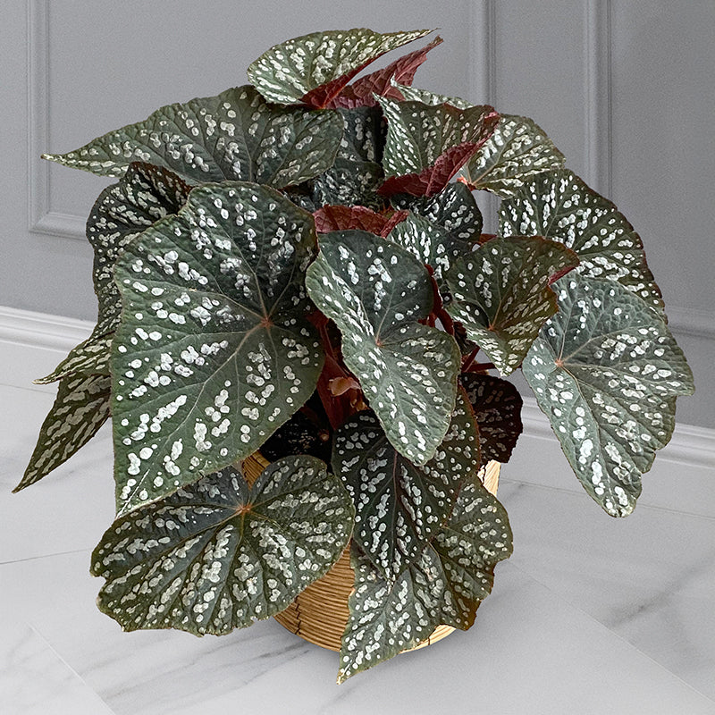 Begonia 'Betsy' Rex