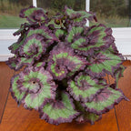 Begonia ‘Emerald Wave’ (Begonia rex hybrid)