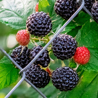 Berries