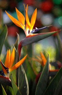 Bird of Paradise