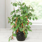 Black Pepper Plant (Piper nigrum)