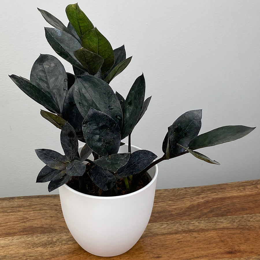 ZZ Plant ‘Black Queen’ (Zamioculcas zamiifolia hybrid)