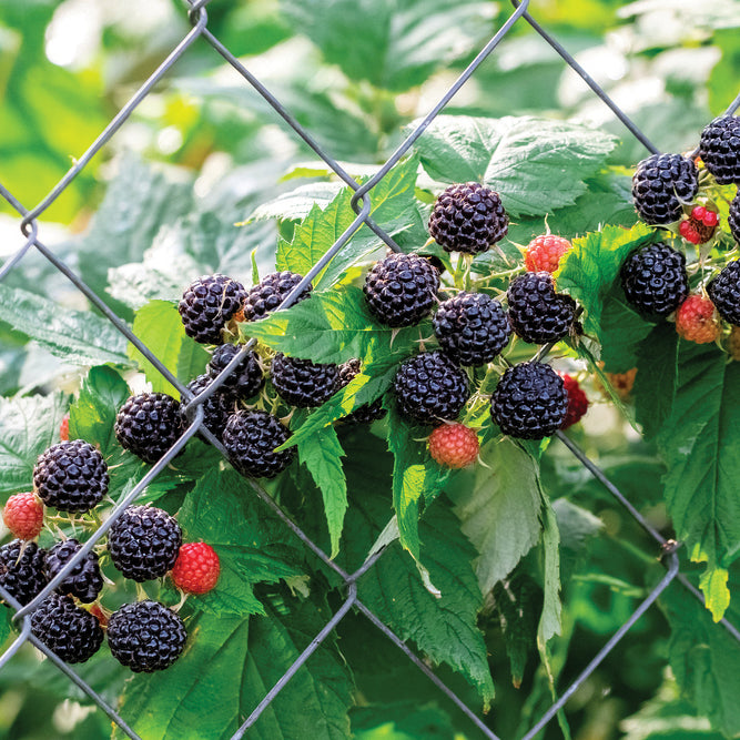 Black Raspberry Plant ‘Munger’