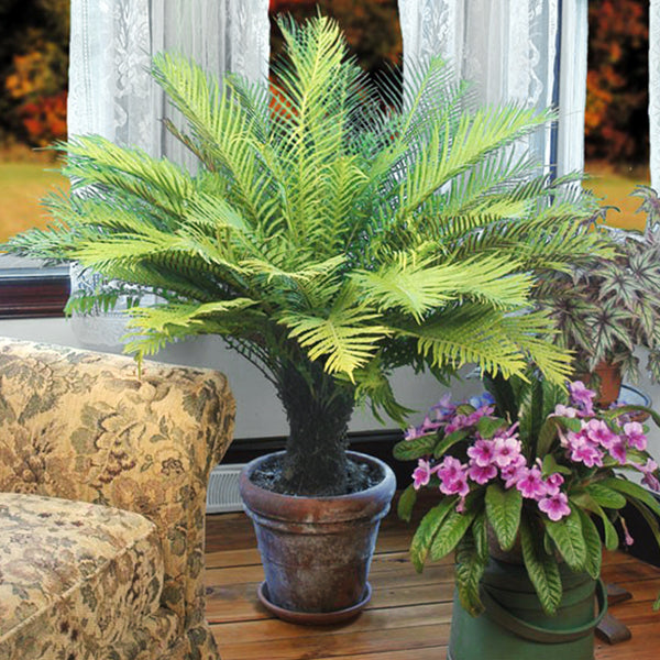 Dwarf Tree Fern (Blechnum gibbum)