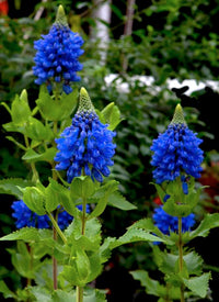 Blue Witches Hat