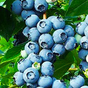 Blueberries