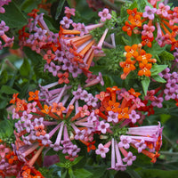 Bouvardia