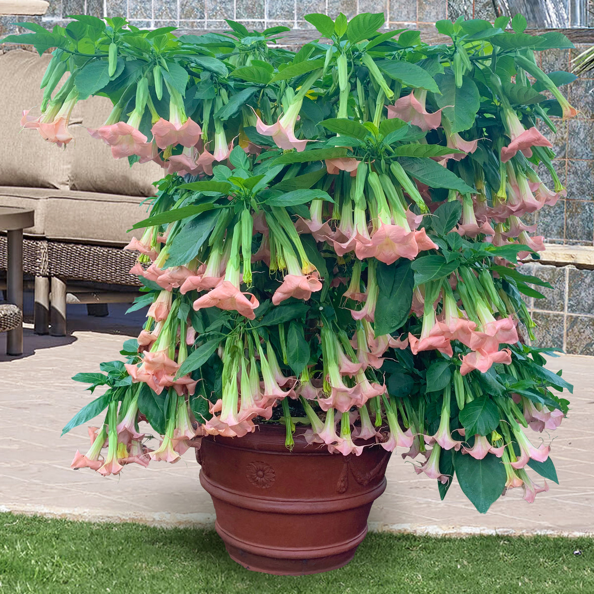 Angel’s Trumpet 'Angel's Pink Profusion' (Brugmansia hybrid)