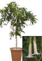 Angel’s Trumpet ‘Blushing Ballerina’ (Brugmansia hybrid)