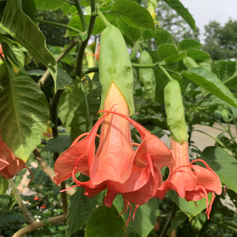 Angel’s Trumpet 'Mitzy's Kiss' (Brugmansia hybrid)