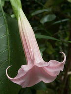 Angel’s Trumpet ‘Logee's Pink Champagne’ (Brugmansia hybrid)