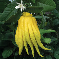 Citron