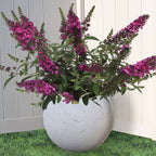 Buddleia Chrysalis™ Cranberry PP (Buddleia hybrid)