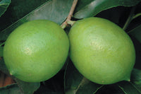 Limes
