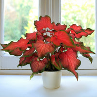 caladium_fairytale_princess (rare-plants)