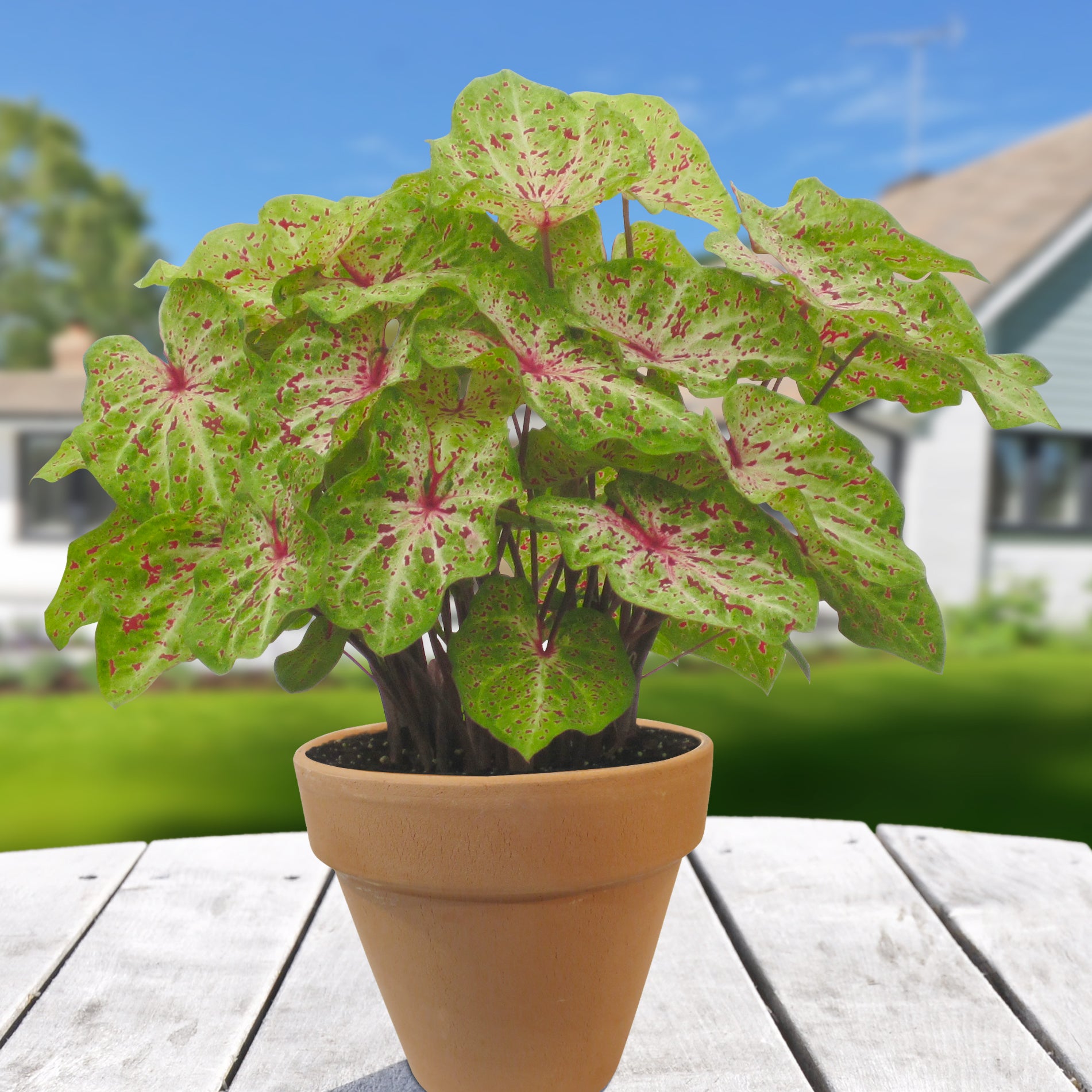 Caladium ‘Miss Muffet’ (Caladium hybrid)