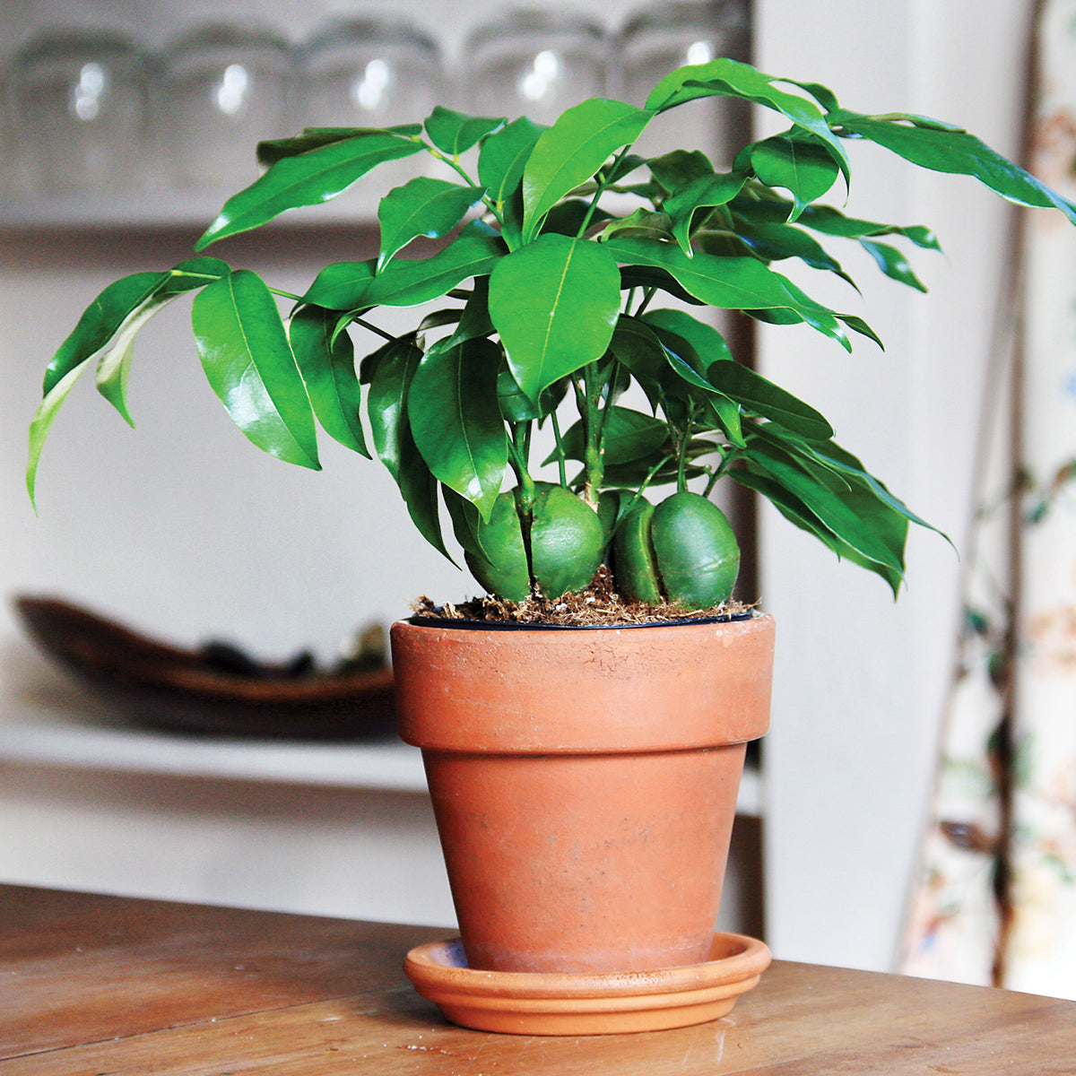 Lucky Bean Plant (Castanospermum australe)