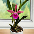 Cattleya Orchid Cruella