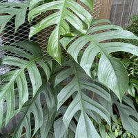 Epipremnum