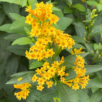 Cestrum