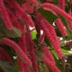 Chenille Plant (Acalypha hispida)
