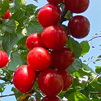 Cherries