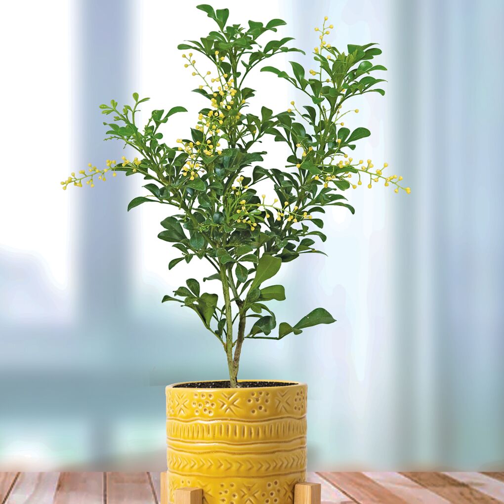 Chinese Perfume Plant (Aglaia odorata)