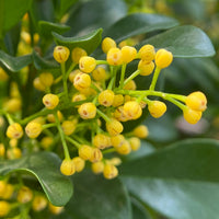 Chinese Perfume Plant