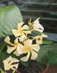 Climbing Frangipani