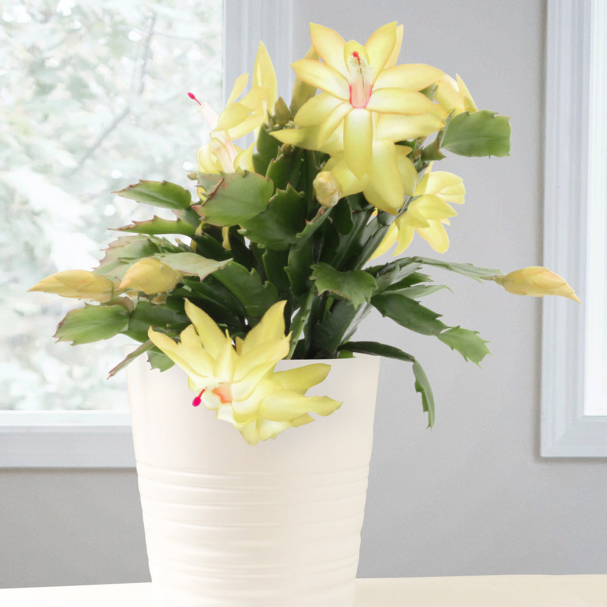 Holiday Cactus ‘Gold Charm’ (Schlumbergera hybrid)