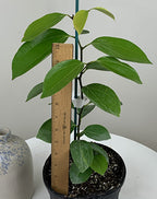 Cinnamon Spice Plant (Cinnamomum zeylanicum)